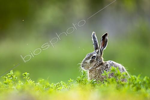 Biosphoto | 2626696 | Lièvre d'Europe (Lepus europaeus) dans l'herbe, Slovaquie. | &copy; Ervin Horesnyík / Biosphoto