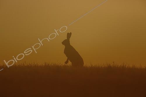 Biosphoto | 2609672 | Lièvre européen ou Lièvre brun (Lepus europaeus), Offheim, Limburg an der Lahn, Hesse, Allemagne. | &copy; Armin Floreth / imageBROKER / Biosphoto