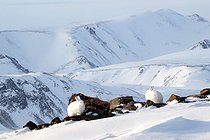Biosphoto | 2602127 | Lièvres arctiques (Lepus arcticus) dans la neige et rochers, Détroit de Scoresby, Scoresbysund, Groenland | &copy; Pierre Vernay / Biosphoto