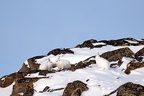 Biosphoto | 2602128 | Lièvres arctiques (Lepus arcticus) dans la neige et rochers, Détroit de Scoresby, Scoresbysund, Groenland | &copy; Pierre Vernay / Biosphoto
