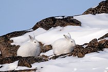 Biosphoto | 2602129 | Lièvres arctiques (Lepus arcticus) dans la neige et rochers, Détroit de Scoresby, Scoresbysund, Groenland | &copy; Pierre Vernay / Biosphoto