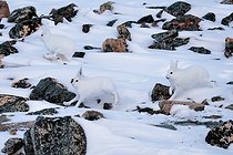 Biosphoto | 2602132 | Lièvres arctiques (Lepus arcticus) dans la neige et rochers sur les collines du détroit de Scoresby, Scoresbysund, Groenland | &copy; Pierre Vernay / Biosphoto