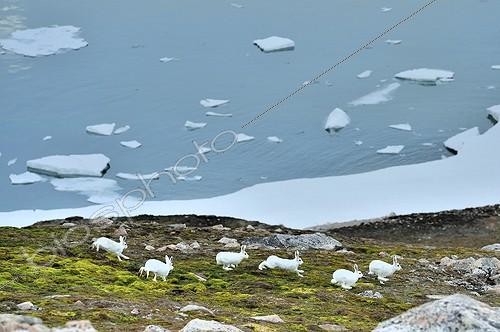 Biosphoto | 1776686 | Lièvres arctiques sur les pentes du Cap Greg Groenland | &copy; Pierre Vernay / Biosphoto