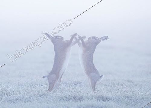 Biosphoto | 2032403 | Lièvres bruns bouquinant dans la brume en hiver - GB | &copy; Frédéric Desmette / Biosphoto