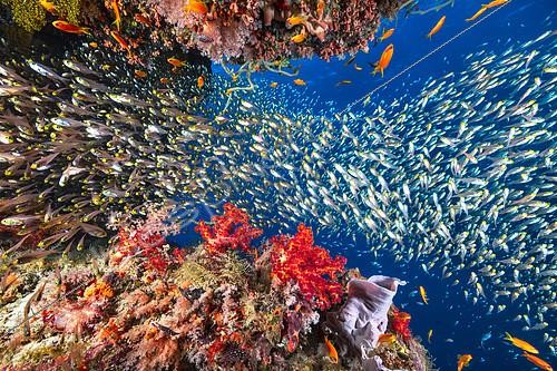 Biosphoto | 2419934 | Life is abundant in the Sada pass of the Mayotte lagoon. | &copy; Gabriel Barathieu / Biosphoto