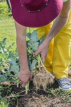 Biosphoto | 2459447 | Lifting of broccoli plants that have finished yielding, before planting another vegetable in summer. | &copy; Jean-Michel Groult / Biosphoto
