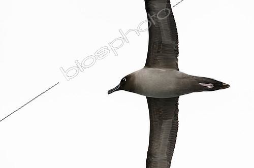 Biosphoto | 2406189 | Light-mantled albatross (Phoebetria palpebrata) in flight, Antarctica | &copy; Raphaël Sané / Biosphoto