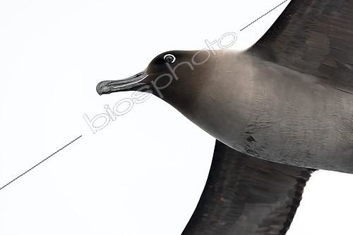 Biosphoto | 2406209 | Light-mantled albatross (Phoebetria palpebrata) in flight, Antarctica | &copy; Raphaël Sané / Biosphoto