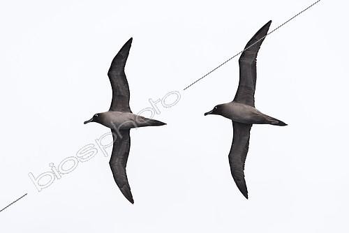 Biosphoto | 2406210 | Light-mantled albatross (Phoebetria palpebrata) pair in synchronized flight of parade over Southern Ocean, Antarctica | &copy; Raphaël Sané / Biosphoto