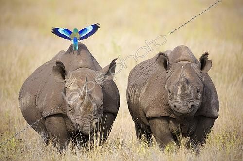 Biosphoto | 1916334 | Lilac-breasted Roller posing on a Black rhinoceros | &copy; Martin Harvey / Biosphoto