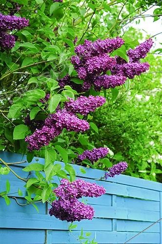 Biosphoto | 910106 | Lilac 'Souvenir de Louis Spaeth' in bloom in a garden | &copy; Frédéric Didillon / Biosphoto