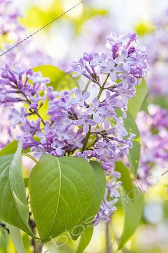Biosphoto | 2557718 | Lilac (Syringa vulgaris) lilac flowers, Bouches-du-Rhone, France | &copy; Marie Aymerez / Biosphoto