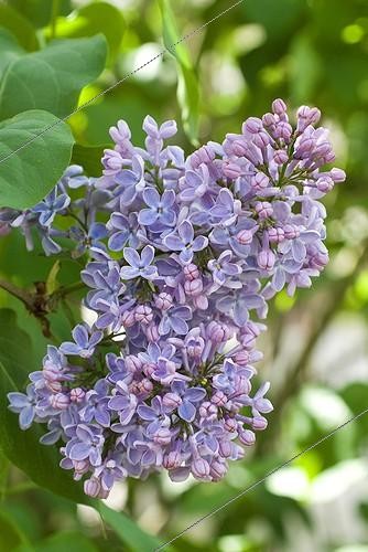 Biosphoto | 116148 | Lilas at the end of April France  ; Commune: Chalon sur Saône.<br>Photo catch in middle of day. | &copy; Emmanuel Gonnet / Biosphoto