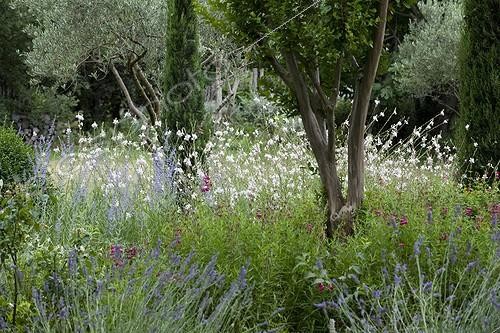 Biosphoto | 1367023 | Lilas des Indes au milieu de fleurs dans un jardin | &copy; Philippe Giraud / Biosphoto