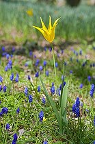 Biosphoto | 542342 | Lily-flowered tulip 'West Point' and Muscari  in a garden | &copy; Frédéric Didillon / Biosphoto