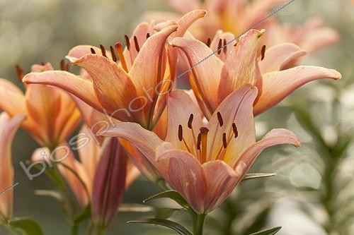 Biosphoto | 1138360 | Lily 'Ladylike' in bloom in a garden | &copy; Hervé Lenain / Biosphoto
