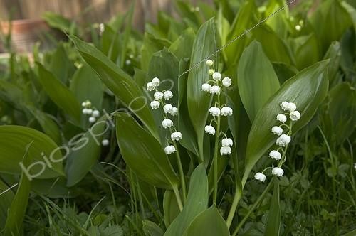 Biosphoto | 513869 | Lily of the valley | &copy; Pascal Goetgheluck / Biosphoto