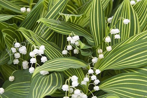 Biosphoto | 2122540 | Lily-of-the-valley, Convallaria majalis Albostriata | &copy; Visions Pictures / Biosphoto