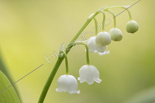 Biosphoto | 2422433 | Lily-of-the-valley (Convallaria majalis) flowers, Vosges, France | &copy; Fabrice Cahez / Biosphoto