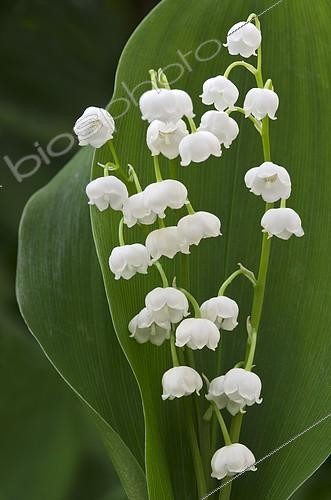 Biosphoto | 2315430 | Lily of the Valley (Convallaria majalis), Schwaz, Tyrol, Austria, Europe | &copy; Adelheid Nothegger / imageBROKER / Biosphoto