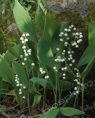 Biosphoto | 1480971 | Lily-of-the-valley in bloom in a garden | &copy; Gilles Le Scanff & Joëlle-Caroline Mayer / Biosphoto