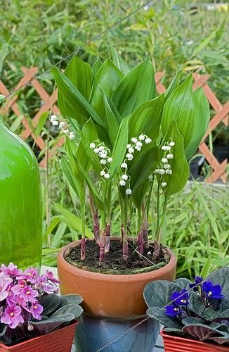 Biosphoto | 527470 | Lily-of-the-valley in bloom on a garden terrace | &copy; Frédéric Didillon / Biosphoto