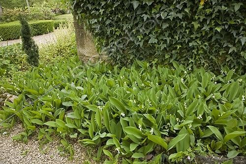 Biosphoto | 455875 | Lily-of-the-valley in May France | &copy; NouN / Biosphoto