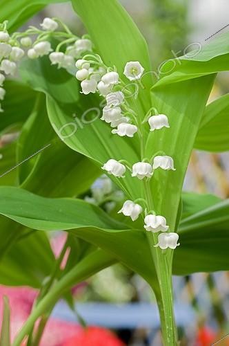 Biosphoto | 543437 | Lily-of-the-valley on a garden terrace | &copy; Frédéric Didillon / Biosphoto