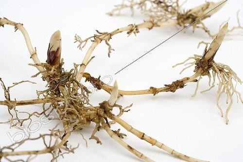Biosphoto | 198431 | Lily-of-the-valley rhizome in studio  | &copy; Claudius Thiriet / Biosphoto