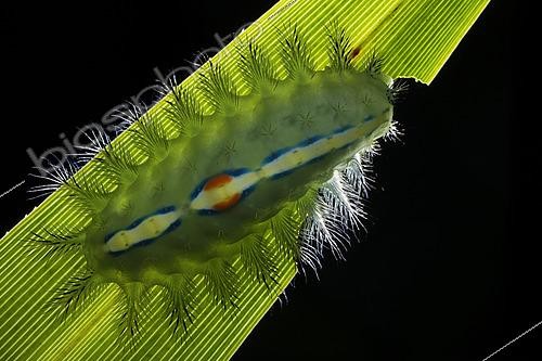 Biosphoto | 2435342 | Limacodidae ; Slug caterpillar feeding ; Backlit shot of feeding slug caterpillar ; Singapore | &copy; Melvyn Yeo / Biosphoto