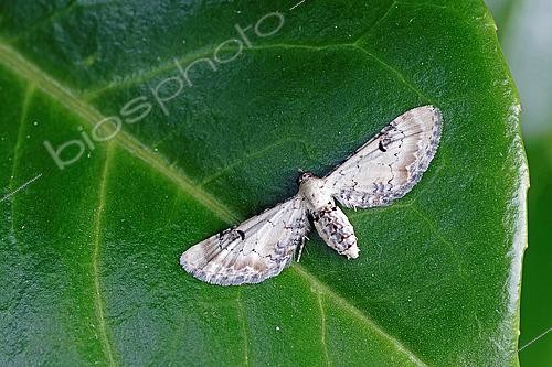 Biosphoto | 2565765 | Lime-speck pug (Eupithecia centaureata), moth on leaf, top view, Lot et Garonne, France. | &copy; Christophe Florin / Biosphoto