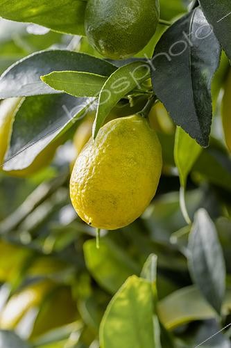 Biosphoto | 2552472 | Limequat (Citrus × floridana) | &copy; Marie Aymerez / Biosphoto