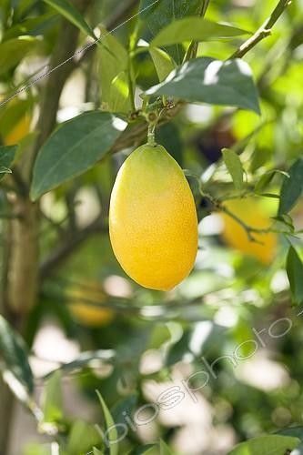 Biosphoto | 1852591 | Limequat 'tavares' sur l'arbre | &copy; Laurent Rebelle / Biosphoto