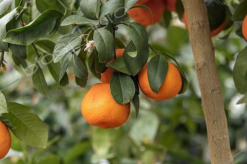 Biosphoto | 2554614 | Limette rouge de Rangpur (Citrus x limonia var. rangpur = Citrus x jambhiri 'Rangpur') sur l'arbre | &copy; Marie Aymerez / Biosphoto