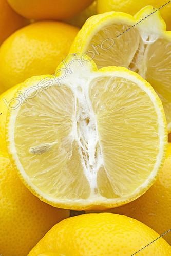 Biosphoto | 2126658 | Limettier, citron doux, bergamotier de Tunis (Citrus limetta 'bergamotier de Tunis') | &copy; Frédéric Tournay / Biosphoto