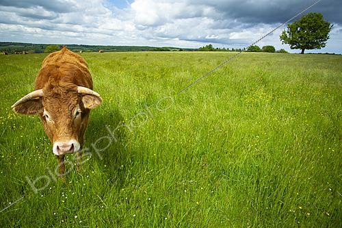 Biosphoto | 2628299 | Limousin cow in a meadow, Eymoutiers, Haute-Vienne, France. | &copy; Philippe Lebeaux / Biosphoto
