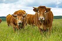 Biosphoto | 2628298 | Limousin cows in a meadow, Eymoutiers, Haute-Vienne, France. | &copy; Philippe Lebeaux / Biosphoto