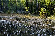 Biosphoto | 2394256 | Linaigrette à feuilles étroites (Eriophorum angustifolium) dans une tourbière, Parc naturel régional des Vosges du Nord, France | &copy; Michel Rauch / Biosphoto