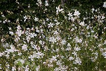 Biosphoto | 1249746 | Lindheimer's beeblossum in bloom in a garden | &copy; NouN / Biosphoto