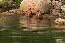 Biosphoto | 2395109 | Linotte mélodieuse (Carduelis cannabina) au bain, France | &copy; Jean-François Noblet / Biosphoto