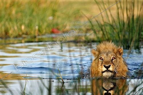Biosphoto | 751492 | Lion across the Khwai river to swim Moremi Botswana  | &copy; Michel Bureau / Biosphoto
