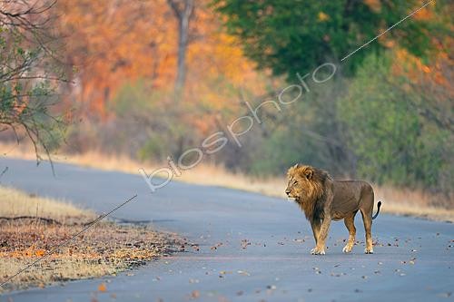 Biosphoto | 2627801 | Lion africain mâle (Panthera leo) marchant le long d'un sentier à travers le bois, Parc National Kruger, Afrique du Sud. | &copy; Pablo Barrena / Biosphoto