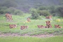 Biosphoto | 2609137 | Lion africain (Panthera Leo), troupe de lionnes, Limpopo, Afrique du Sud | &copy; Marion Vollborn / imageBROKER / Biosphoto