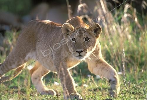 Biosphoto | 5602 | Lion cub lying in wait | &copy; Jean-Michel Labat / Biosphoto
