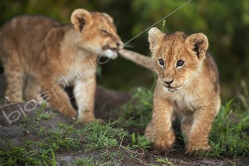 Biosphoto | 2017339 | Lion cubs larking about in the early morning - Masai Mara | &copy; Uwe Skrzypczak / imageBROKER / Biosphoto
