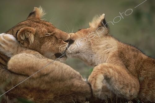 Biosphoto | 63729 | Lion cubs Masaï-Mara Kenya [AT] | &copy; Berndt Fischer / Biosphoto