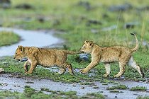 Biosphoto | 2033333 | Lion cubs playing under the rain - Masai Mara Kenya | &copy; Michel & Christine Denis-Huot / Biosphoto