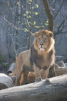 Biosphoto | 1254289 | Lion de Gir debout sur un tronc Zoo Mulhouse France | &copy; Bruno Mathieu / Biosphoto