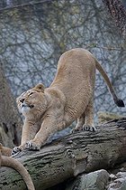 Biosphoto | 1254288 | Lion de Gir femelle s'étirant sur une branche Zoo Mulhouse | &copy; Bruno Mathieu / Biosphoto