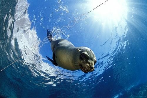 Biosphoto | 745195 | Lion de mer de Californie Mer de Cortez Mexique ; California sea lion, Sea of Cortez, Baja California, Mexico | &copy; Franco Banfi / WaterFrame / Biosphoto
